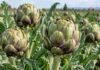El alcaucil se achicó en Argentina y los productores ensayan una nueva estrategia para volver a crecer Alcauciles verdes y púrpuras en pleno desarrollo en un cultivo a campo.