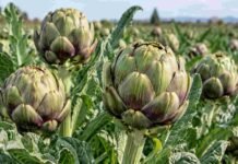 El alcaucil se achicó en Argentina y los productores ensayan una nueva estrategia para volver a crecer Alcauciles verdes y púrpuras en pleno desarrollo en un cultivo a campo.