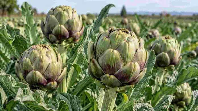 Alcauciles verdes y púrpuras en pleno desarrollo en un cultivo a campo.