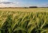 Cebada: las heladas reducen rindes y generan alertas en Buenos Aires Cultivo de cebada en desarrollo en un lote agrícola, con espigas verdes bajo cielo parcialmente nublado.