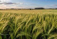 Cebada: las heladas reducen rindes y generan alertas en Buenos Aires Cultivo de cebada en desarrollo en un lote agrícola, con espigas verdes bajo cielo parcialmente nublado.