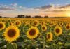 La siembra de girasol alcanzó el 32,9% del área proyectada Lote de girasol en plena floración, con plantas uniformes y buen desarrollo en un campo agrícola.