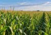 Maíz 2025/26: la región de Bahía Blanca logró una producción récord Cultivo de maíz en pleno desarrollo en un lote agrícola, con plantas verdes y panojas bajo cielo despejado.