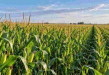 Maíz 2025/26: la región de Bahía Blanca logró una producción récord Cultivo de maíz en pleno desarrollo en un lote agrícola, con plantas verdes y panojas bajo cielo despejado.
