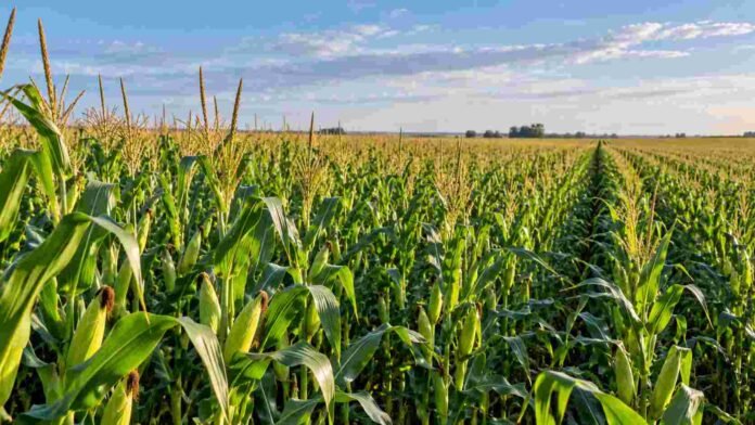Cultivo de maíz en pleno desarrollo en un lote agrícola, con plantas verdes y panojas bajo cielo despejado.