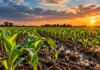 Más agua no alcanza: el INTA advierte qué nutrientes pueden limitar los rindes en una campaña húmeda Cultivo de maíz en crecimiento sobre un suelo húmedo, con surcos anegados y un cielo de nubes oscuras iluminadas por el atardecer.
