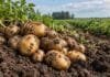 Economías regionales: la papa es la única que mejoró en el semáforo de Coninagro Papas recién cosechadas sobre suelo agrícola, con el cultivo de papa de fondo en un campo argentino.