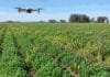 Alfalfa: un dron comercial detectó que casi la mitad de un lote estaba desaprovechada por malezas Dron comercial sobre un lote de alfalfa con presencia de malezas, en una imagen ilustrativa del monitoreo con cámaras RGB y Machine Learning.