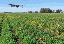 Alfalfa: un dron comercial detectó que casi la mitad de un lote estaba desaprovechada por malezas Dron comercial sobre un lote de alfalfa con presencia de malezas, en una imagen ilustrativa del monitoreo con cámaras RGB y Machine Learning.