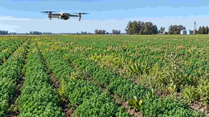 dron-monitoreo-alfalfa-malezas-ruralnet Dron comercial sobre un lote de alfalfa con presencia de malezas, en una imagen ilustrativa del monitoreo con cámaras RGB y Machine Learning.
