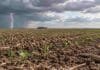 El Niño podría bajar de muy fuerte a fuerte y cambiar las lluvias Plantas jóvenes de maíz sobre suelo seco, con una cortina de lluvia y un relámpago en el horizonte.