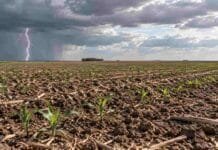 El Niño podría bajar de muy fuerte a fuerte y cambiar las lluvias Plantas jóvenes de maíz sobre suelo seco, con una cortina de lluvia y un relámpago en el horizonte.