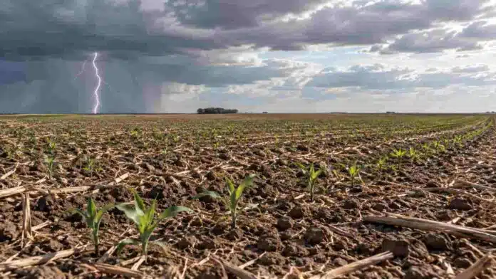 Plantas jóvenes de maíz sobre suelo seco, con una cortina de lluvia y un relámpago en el horizonte.