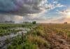 El Niño “a medias”: llega al NEA y el Litoral, pero todavía no se siente en la región pampeana Contraste entre un lote anegado por lluvias y otro más seco, representando el impacto desigual de El Niño en distintas regiones agrícolas de Argentina.