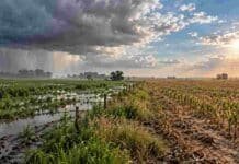 El Niño “a medias”: llega al NEA y el Litoral, pero todavía no se siente en la región pampeana Contraste entre un lote anegado por lluvias y otro más seco, representando el impacto desigual de El Niño en distintas regiones agrícolas de Argentina.