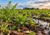 El Niño favorece la aparición de malezas: el INTA advierte qué revisar antes de aplicar herbicidas Malezas creciendo entre plantas de maíz en un lote agrícola con suelo húmedo y sectores anegados, ilustrando los desafíos del manejo durante El Niño.