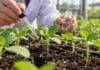 Más de 300 días después del arroz persistía la fitotoxicidad: una cobertura elevó 35% el rinde del maíz Investigador aplica una solución sobre plantas jóvenes durante un ensayo en invernadero para evaluar fitotoxicidad y respuesta del cultivo.