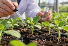 Más de 300 días después del arroz persistía la fitotoxicidad: una cobertura elevó 35% el rinde del maíz Investigador aplica una solución sobre plantas jóvenes durante un ensayo en invernadero para evaluar fitotoxicidad y respuesta del cultivo.