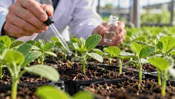 Investigador aplica una solución sobre plantas jóvenes durante un ensayo en invernadero para evaluar fitotoxicidad y respuesta del cultivo.