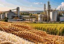 Brasil avanza con etanol de arroz y trigo: una salida para excedentes y granos de baja calidad Arroz y trigo frente a una planta de bioetanol en Brasil, como nuevas materias primas para la producción de biocombustibles.