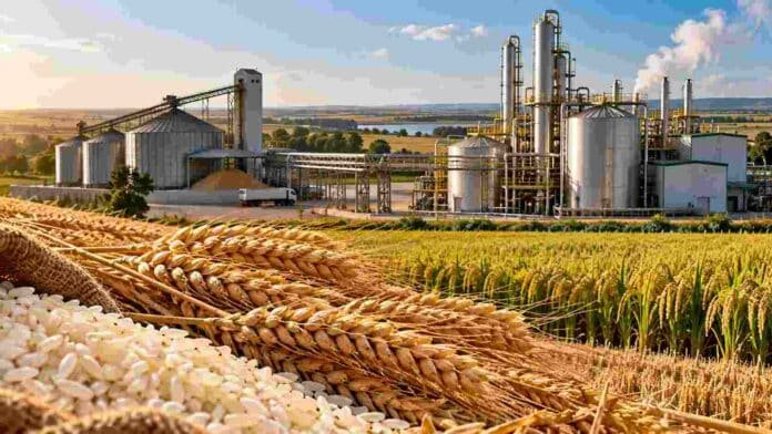 Arroz y trigo frente a una planta de bioetanol en Brasil, como nuevas materias primas para la producción de biocombustibles.