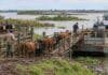 Crecida del Paraná: INTA advierte que no hay una altura única para evacuar la hacienda Ganado bovino siendo embarcado en una barcaza desde un corral de islas del río Paraná, durante un operativo de evacuación ante la creciente.