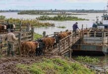 Crecida del Paraná: INTA advierte que no hay una altura única para evacuar la hacienda Ganado bovino siendo embarcado en una barcaza desde un corral de islas del río Paraná, durante un operativo de evacuación ante la creciente.