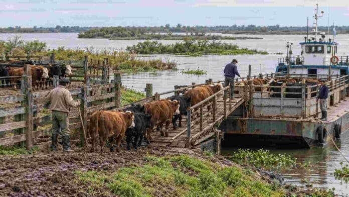 evacuacion-hacienda-islas-parana-barcaza-ruralnet Ganado bovino siendo embarcado en una barcaza desde un corral de islas del río Paraná, durante un operativo de evacuación ante la creciente.
