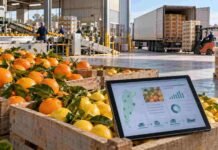 SENASA renueva el sistema para exportar cítricos: suma autogestión e inteligencia artificial Cítricos preparados para exportación en una planta de empaque, con una tablet que representa la trazabilidad digital y la gestión del nuevo sistema del SENASA.
