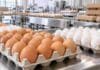 Ovoproductos: las exportaciones alcanzaron el mayor valor en diez años exportacion huevos