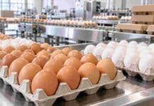 Ovoproductos: las exportaciones alcanzaron el mayor valor en diez años exportacion huevos