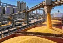 El maíz argentino gana terreno en el mercado mundial exportaciones maíz récord