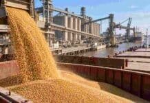 Trigo argentino: septiembre marcó un récord de exportaciones Carga de trigo en un buque cerealero en un puerto argentino, en una imagen que ilustra el récord de exportaciones de trigo alcanzado en septiembre.