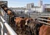 La faena bovina repuntó en septiembre, pero cayó 11% interanual y marcó el menor ritmo diario desde 2022