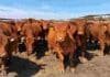 Bienestar animal: un feedlot de Santa Fe se convierte en el primero de Argentina con certificación Welfair® Bovinos en el feedlot Los Aromos de Santa Fe, establecimiento de ACA certificado bajo el estándar internacional Welfair de bienestar animal.
