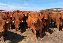 Bienestar animal: un feedlot de Santa Fe se convierte en el primero de Argentina con certificación Welfair® Bovinos en el feedlot Los Aromos de Santa Fe, establecimiento de ACA certificado bajo el estándar internacional Welfair de bienestar animal.