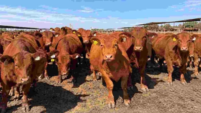 Bovinos en el feedlot Los Aromos de Santa Fe, establecimiento de ACA certificado bajo el estándar internacional Welfair de bienestar animal.