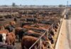 Feedlots récord en octubre: los corrales alcanzan 2,1 millones de cabezas en plena época de vaciado Feedlot con alta ocupación de hacienda en corrales, en una jornada de encierre bovino en Argentina.