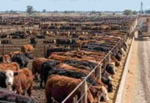 Feedlots récord en octubre: los corrales alcanzan 2,1 millones de cabezas en plena época de vaciado Feedlot con alta ocupación de hacienda en corrales, en una jornada de encierre bovino en Argentina.