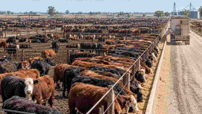 feedlots-record-octubre-argentina-ruralnet Feedlot con alta ocupación de hacienda en corrales, en una jornada de encierre bovino en Argentina.