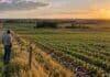 Alquilar campo en Córdoba cuesta 14% más en dólares y llega a 18,5 quintales en las mejores zonas Productor observando un lote agrícola en Córdoba, en una imagen vinculada al costo de los arrendamientos para la campaña 2026/27.