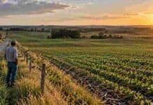 Alquilar campo en Córdoba cuesta 14% más en dólares y llega a 18,5 quintales en las mejores zonas Productor observando un lote agrícola en Córdoba, en una imagen vinculada al costo de los arrendamientos para la campaña 2026/27.