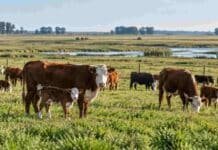 Ganadería eficiente: qué tecnologías incorporar primero para mejorar producción y emisiones Rodeo bovino con vacas y terneros pastando en la Cuenca del Salado, en una imagen que representa estrategias de manejo para mejorar la productividad y la eficiencia ganadera.