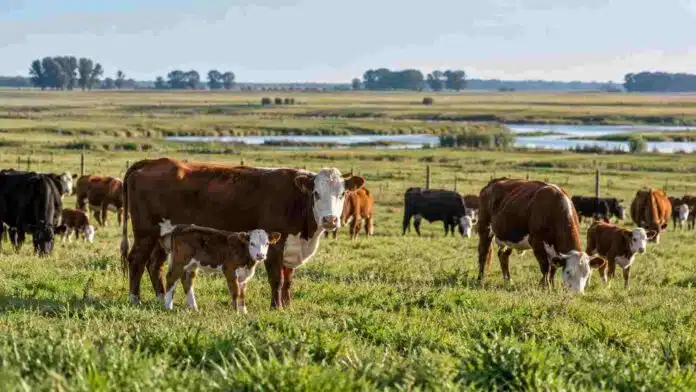 ganaderia-cuenca-salado-manejo-productividad Rodeo bovino con vacas y terneros pastando en la Cuenca del Salado, en una imagen que representa estrategias de manejo para mejorar la productividad y la eficiencia ganadera.