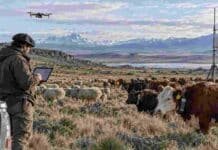 Ganadería de precisión: una app del INTA registra mortandad sin señal y permitirá crear mapas de riesgo Ganadería de precisión en la Patagonia, con monitoreo digital de bovinos y ovinos mediante drones, sensores y dispositivos de campo.