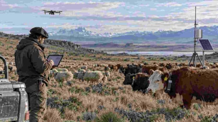 ganaderia-precision-patagonia-tecnologia-ruralnet Ganadería de precisión en la Patagonia, con monitoreo digital de bovinos y ovinos mediante drones, sensores y dispositivos de campo.