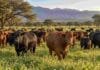 Ganadería: invierten US$22,8 millones en un campo de 10.800 hectáreas para producir carne premium Rodeo Brangus en un campo ganadero de Salta, en una imagen ilustrativa de la inversión de Juramento para ampliar su producción de carne.