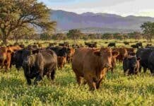 Ganadería: invierten US$22,8 millones en un campo de 10.800 hectáreas para producir carne premium Rodeo Brangus en un campo ganadero de Salta, en una imagen ilustrativa de la inversión de Juramento para ampliar su producción de carne.