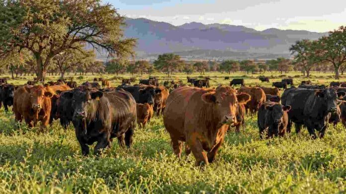 Rodeo Brangus en un campo ganadero de Salta, en una imagen ilustrativa de la inversión de Juramento para ampliar su producción de carne.