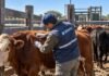 Garrapata bovina: qué controles exige SENASA antes de mover hacienda hacia zonas libres Técnico inspeccionando un bovino para detectar garrapatas antes del movimiento de hacienda, en el marco de los controles sanitarios del SENASA.